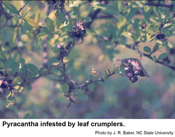 Thumbnail image for Leaf Crumpler